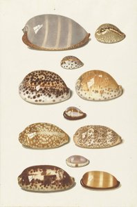 Elleve store og små tropiske cowrie-skjell av Johann Gustav Hoch
