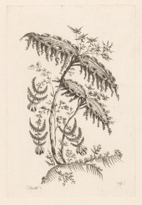 Blader med hornformer Fleures Baroque (serietittel)
