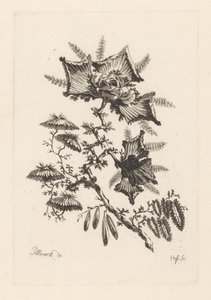 Drageformede blomster Fleures Baroque (serietittel)