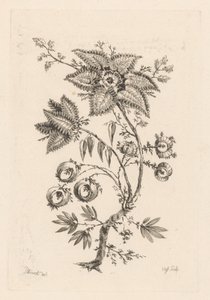 stjerneformede blomster Fleures Baroques (serietittel)