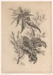 Wilde roosachtigen Samling av nye smaksblomster; For Manufacture des Etoffes de Perse (serietittel)