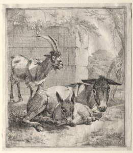 Geit og esler av Johann Heinrich Roos
