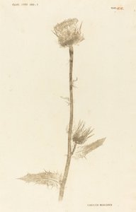 Marianus Cardus av Johann Hieronymus Kniphof