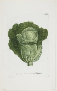 Brassica alba vel viridis, fra Phytanthoza Iconographia, 1735-45 av Johann Jakob Haid