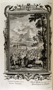 Bibelske varianter av sauer av Johann Jakob Scheuchzer