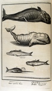 Kobberstikk fra 'Physica Sacra' av den sveitsiske lærde. Johann Jakob Scheuchzer
