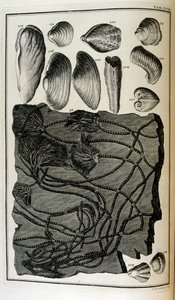 Fossiliserte bein representerte dyr som ble ødelagt av den store bibelske flommen av Johann Jakob Scheuchzer
