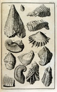Fossilerte rester av skjell representerte dyr som ble ødelagt av den store bibelske flommen av Johann Jakob Scheuchzer