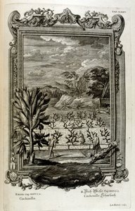dyrke kaktus av Johann Jakob Scheuchzer