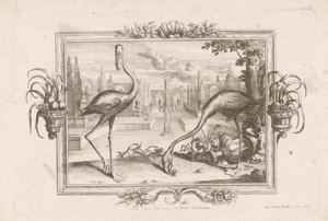 Twee flamingoer Aves dicta Flaminges ex India Occidentali (tittel på objekt) av Johann Jakob Stelzer