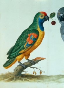 Amazon Parrot / Walther