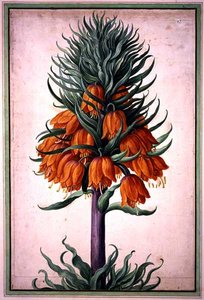 Fritillaria imperialis (imperial krone) plate 25 fra Nassau Florilegium (akvarell på papir)