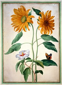 Solsikker, tallerken 18 fra Nassau Florilegium (wc på papir)