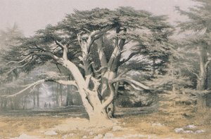 Cedars of Libanon. Etsning av Bernatz et alii - Steinkopk J.F. Redaktør
