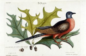 Trekkdue, nå utdødd. Zoo, Seligman 1749 av Johann Michael Seligmann