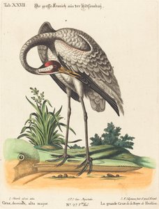 Grus Americana, høy major av Johann Michael Seligmann after George Edwards