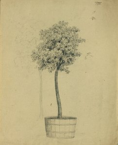 Studie av et frøplante i en potte av Johann Peter Krafft