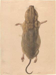 En feltmus fra oven av Johann Rudolph Schellenberg