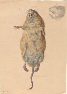 En feltmus, nedenfra av Johann Rudolph Schellenberg