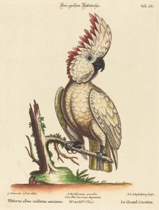 Psittacus albus cristatus maximus   1241435   no       norwegian Successfully Translated  Original: Figurehead Translat: Figurehead 1221418 no norwegian Successfully Translated Original: The Artists Wife, Alma Bloch, née Trepka Translat: The Artist