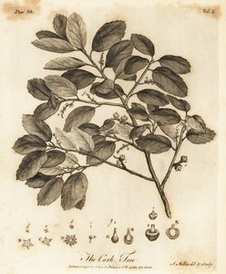 Korkeik, Quercus suber.