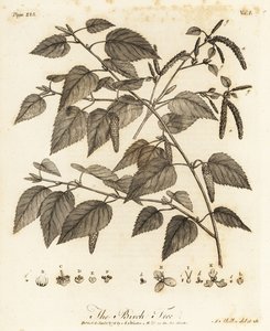 Dunbjørk, Betula pubescens.