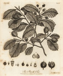 Europeisk bøk eller vanlig bøk, Fagus sylvatica.