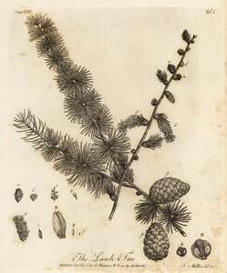 Europeisk lerk, Larix decidua.