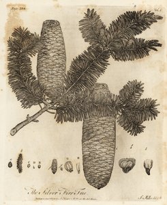 Europeisk sølvgran, Abies alba.