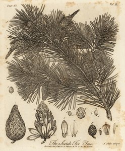 Småfuru, Pinus sylvestris.