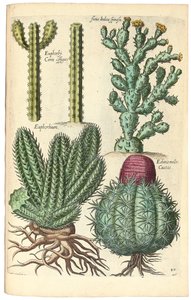 Kaktus, 1641 av Johann Theodor de Bry