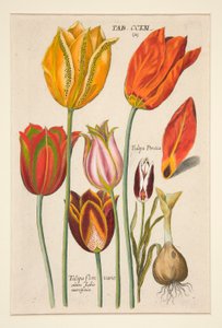 En ny Florilegium, dette er de forskjellige og største strålene av blomster og planter (blomsterplate); (Tulipaner); fra et sett med 81 plater av Johann Theodor de Bry