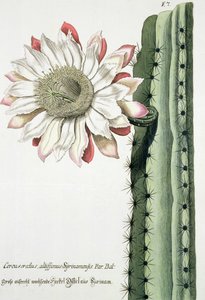 Cereus Erectus Altissimus Syrinamensis fra Phythanthoza Iconographica utgitt i Tyskland, 1737-45