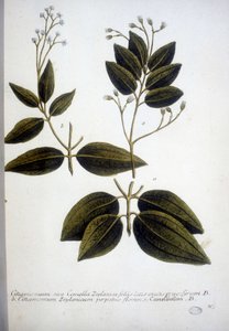 Cinnamomum Zeylanicum (Ceylon Cinnamomum) - Gravering av herbariet av J.W. Weinmann i 1737.