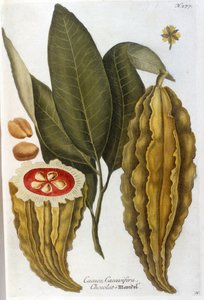 Kakao - i Herbier av JW Weinmann