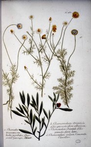 Flere arter av Chamaemelum (kamille) -I "" Herbarium av J.W.Weinmann i 1737.