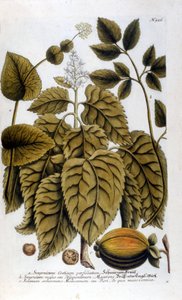 Smyrnium Cretium perfoliatum - Maceron de Crete eller Maceron perfolia. Tallerken hentet fra herbariet til JW Weinmann