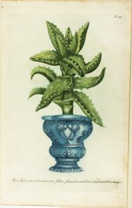 African Aloe, plate 47 fra Phtanthoza Iconographia