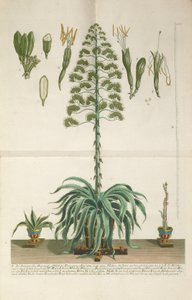 Gravert og mezzotint plate av Aloe Americana folio Mucronato, ca. 1735-1737