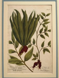 Greater Galangal (Alpinia galanga), Galanga Indica major og Galanga major, farget gravering