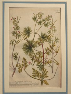 Urt Robert (Geranium robertianum), farget gravering