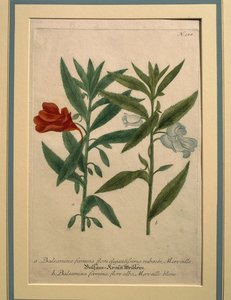 Impatiens, farget gravering