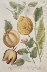 Phytanthoza iconographia: nr. 703.