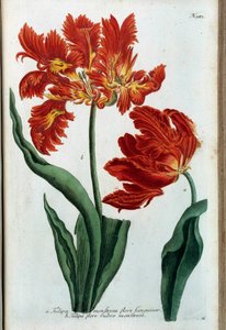 Rød tulipan. Botanisk styre