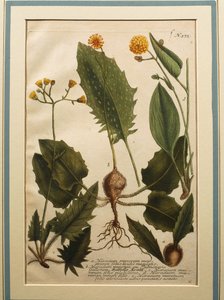 Vegghauk (Hieracium murorum), farget gravering