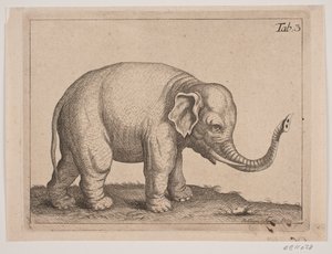 En elefant