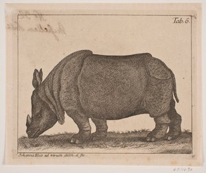 Et neshorn av Johanna Fosie