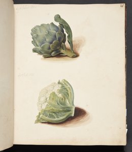 Studie av artisjokk og blomkålhode av Johanna Fosie