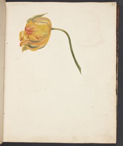 Studie av gul tulipan av Johanna Fosie