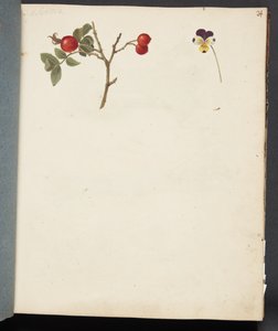 Studie av nype og stemorsblomst av Johanna Fosie
